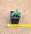 Sedum hemsleyanum - Imagem 3