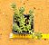 Sedum hemsleyanum - Imagem 3