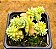Sedum hemsleyanum - "Suculenta colar-de-princesa" - Imagem 2