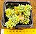 Sedum hemsleyanum - "Suculenta colar-de-princesa" - Imagem 1