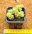 Sedum hemsleyanum - "Suculenta colar-de-princesa" - Imagem 3