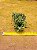 Senecio herreianus dinter - Imagem 2