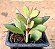 Senecio crassissimus - Imagem 1