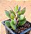 Senecio crassissimus - Imagem 4