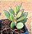 Senecio crassissimus - Imagem 2