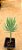 Senecio serpens - Imagem 1