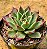 Echeveria Saraboni - Imagem 1