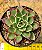 Echeveria Saraboni - Imagem 2