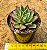 Echeveria Saraboni - Imagem 3