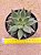 Echeveria Tolimanensis golden form - Imagem 2