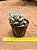 Echeveria Peony - Imagem 2