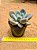 Pachyveria blue beard - Imagem 2
