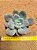 Pachyveria blue beard - Imagem 1