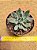 Echeveria Dragon Chow - Imagem 2