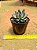 Echeveria Dragon Chow - Imagem 1