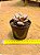 Graptopetalum Amethystium - Imagem 3