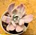Graptoveria Mrs. Richards variegata - Imagem 1
