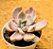 Graptoveria Mrs. Richards variegata - Imagem 3