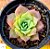 Graptoveria Jadeita - Imagem 2