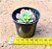 Graptoveria Jadeita - Imagem 3