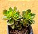echeveria multicaules - Imagem 2