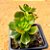 echeveria multicaules - Imagem 1