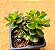 echeveria multicaules - Imagem 4