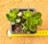 echeveria multicaules - Imagem 5