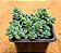 Sedum dasyphyllum major - Imagem 3