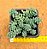 Sedum dasyphyllum major - Imagem 2
