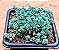 Sedum dasyphyllum minor - Imagem 2