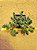sedum album athum - Imagem 5