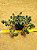 sedum album athum - Imagem 6