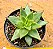 Echeveria agavoides 'Lipstick' - Imagem 4
