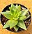 Echeveria agavoides 'Lipstick' - Imagem 1