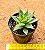 Echeveria agavoides 'Lipstick' - Imagem 2