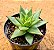 Echeveria agavoides 'Lipstick' - Imagem 3