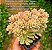 Sedum joyce tulloch variegata - Imagem 7