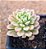 Sedum joyce tulloch variegata - Imagem 1
