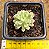 Sedum joyce tulloch variegata - Imagem 4