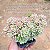 Sedum joyce tulloch variegata - Imagem 5