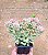 Sedum joyce tulloch variegata - Imagem 6