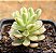 Sedum joyce tulloch variegata - Imagem 2