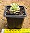 Sedum joyce tulloch variegata - Imagem 3