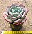 Echeveria oteroi x lauii - Imagem 3