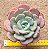 Echeveria oteroi x lauii - Imagem 4