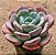 Echeveria oteroi x lauii - Imagem 2