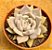 Echeveria juliana - Imagem 1