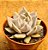 Echeveria juliana - Imagem 2