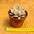 Echeveria juliana - Imagem 3